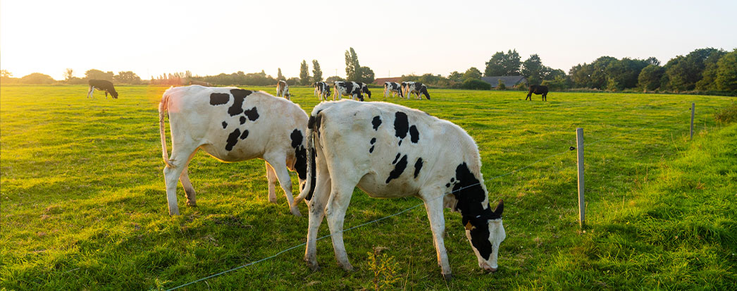 vacas na plantação, conceito de ativos biologicos